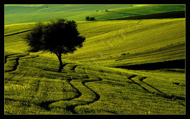 Wheat-field.jpg